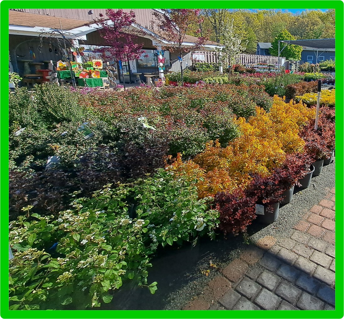 rox garden center pic 1