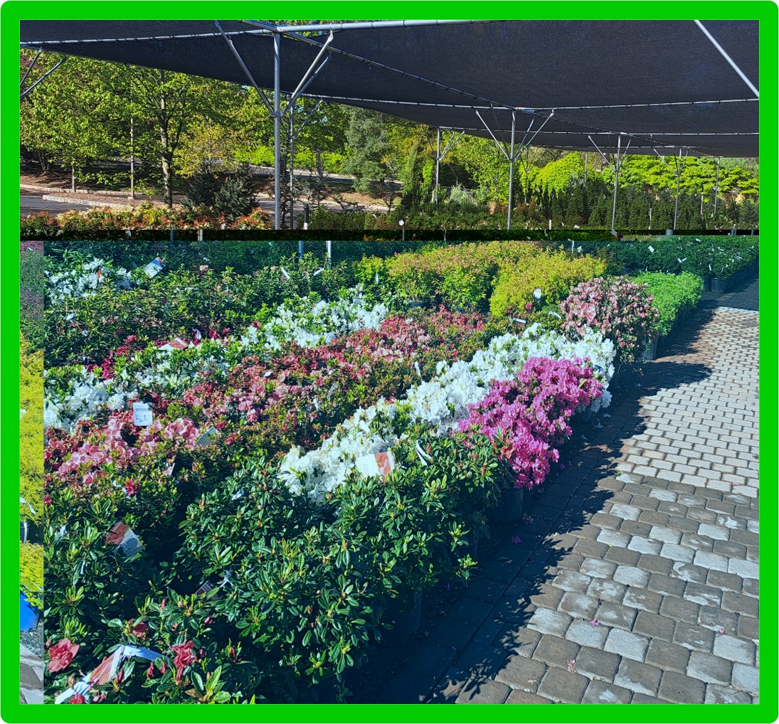 rox garden center pic 4